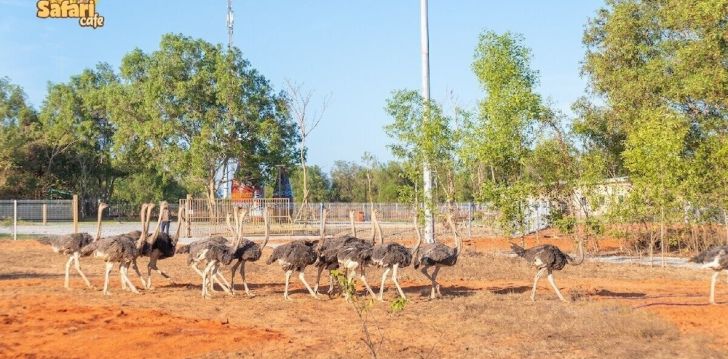 Rinkitės viešbutį WONDERLAND RESORT PHAN THIET kelionei į Vietnamas