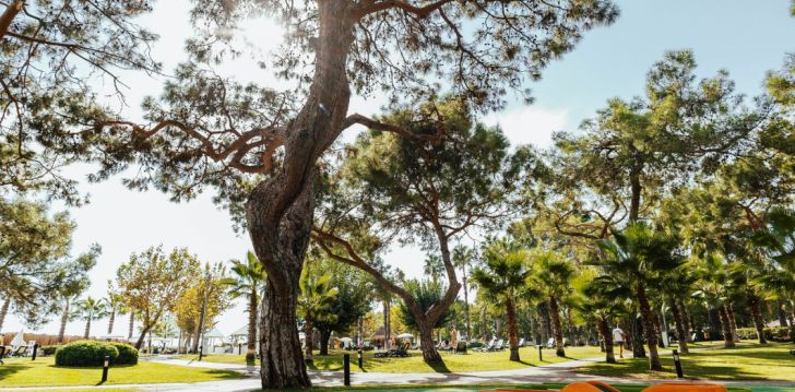 Viešbutis BALMY FORESTA įsikūręs Turkija. 