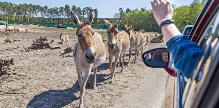 HEIDĖS IR SEREGENČIO SAFARIO PARKAI - klientų vertinamas, kaip geras kainos ir kokybės santykis.