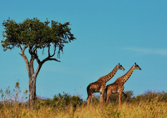 Keiptaunas Pietų Afrika 2