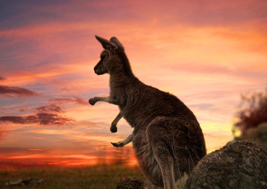 Sidnėjus Australija 8