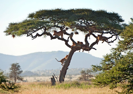 Zanzibaras Tanzanija 1