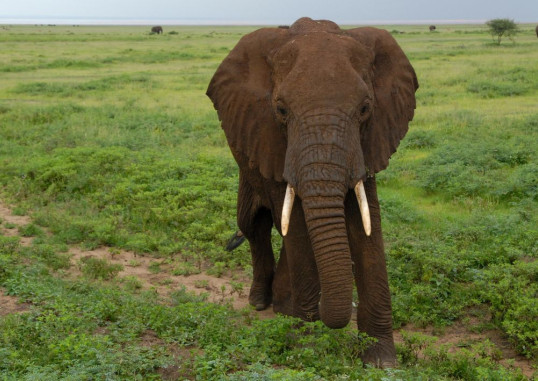 Zanzibaras Tanzanija 6
