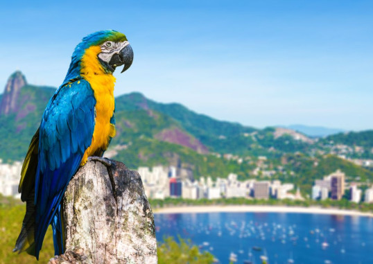 Rio de Žaneiras Brazilija 14